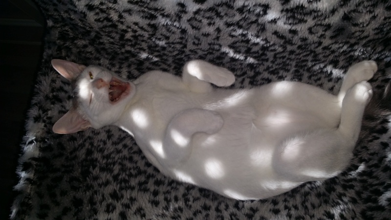 Jumper, chaton mâle blanc et gris, né le 01.03.2014 20140910