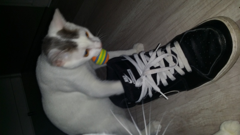 Jumper, chaton mâle blanc et gris, né le 01.03.2014 20140911