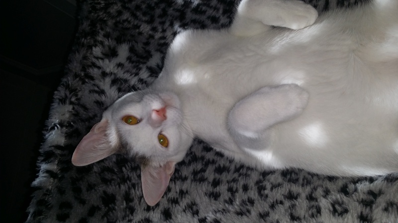 Jumper, chaton mâle blanc et gris, né le 01.03.2014 20140912