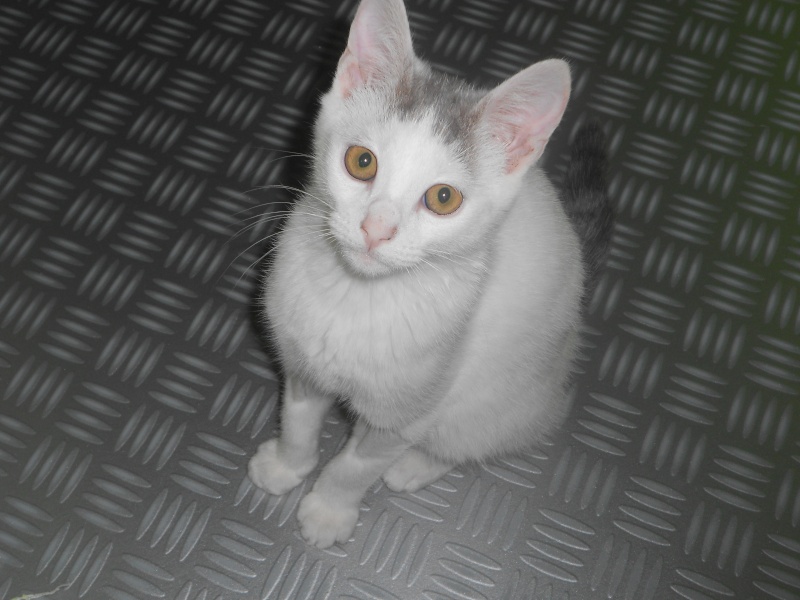 Jumper, chaton mâle blanc et gris, né le 01.03.2014 Dscn0510