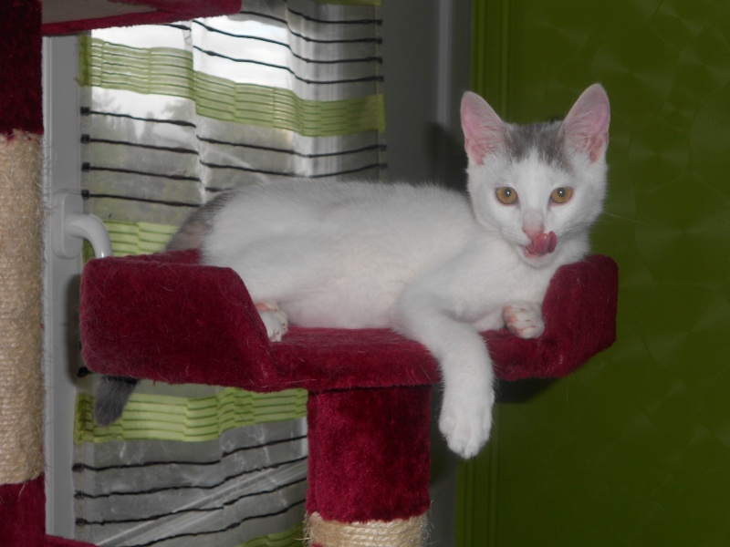 Jumper, chaton mâle blanc et gris, né le 01.03.2014 Dscn0511