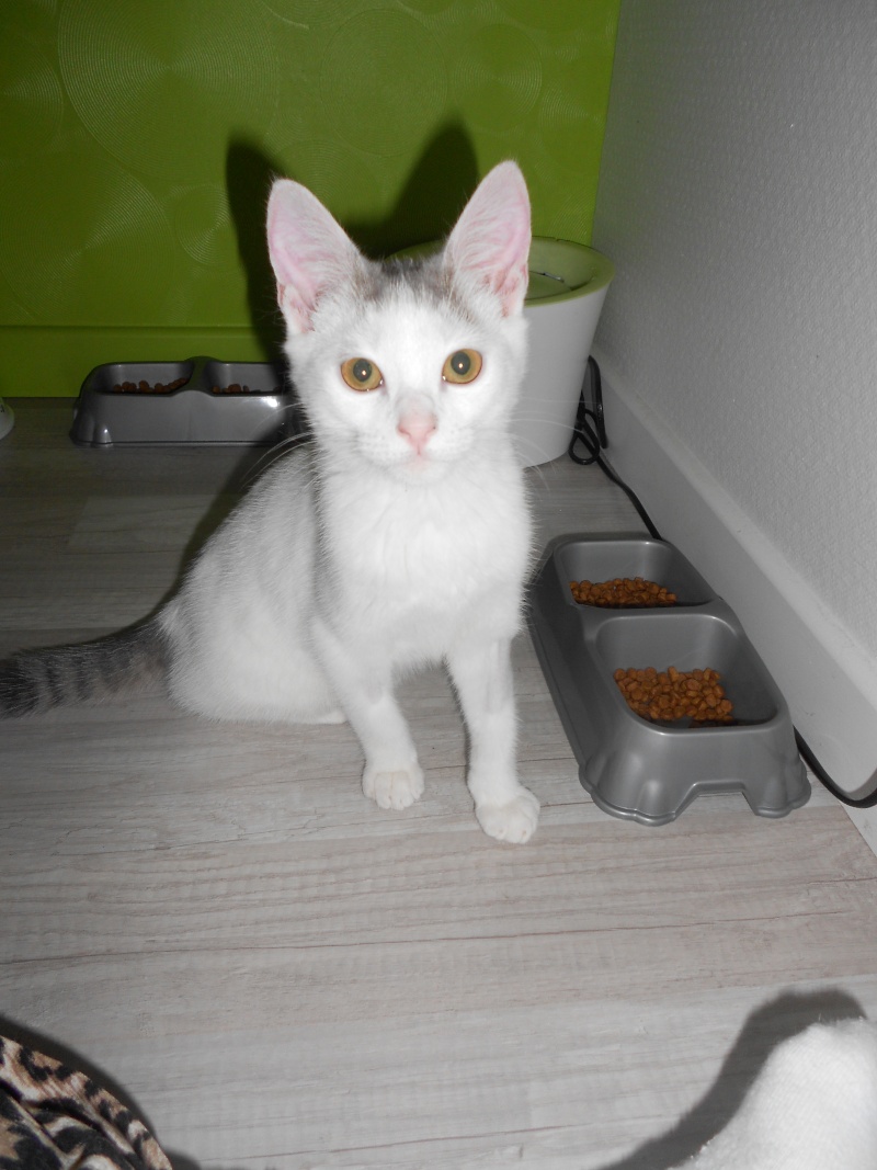 Jumper, chaton mâle blanc et gris, né le 01.03.2014 Dscn0512