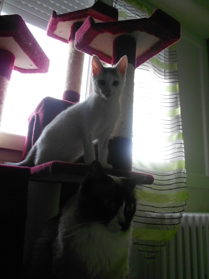 Jumper, chaton mâle blanc et gris, né le 01.03.2014 Dscn0513
