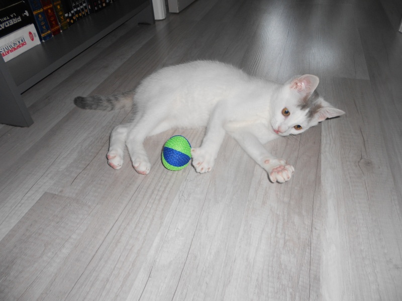 Jumper, chaton mâle blanc et gris, né le 01.03.2014 Dscn0515