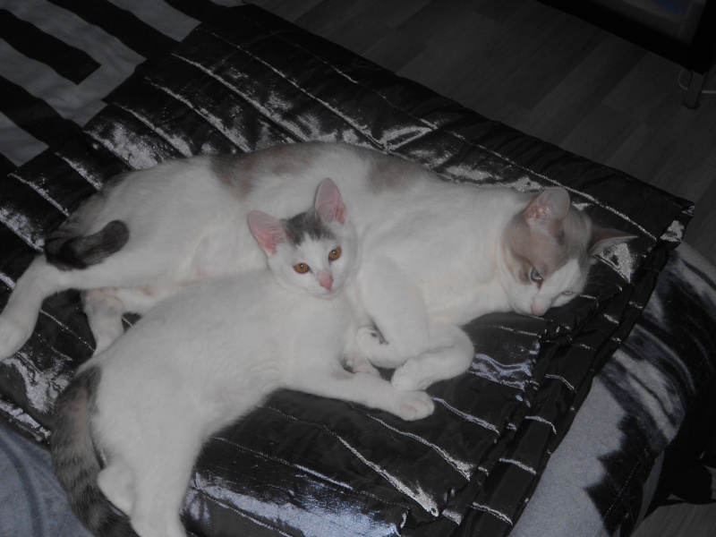 Jumper, chaton mâle blanc et gris, né le 01.03.2014 Dscn0516