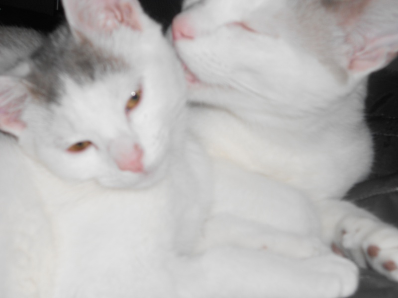 Jumper, chaton mâle blanc et gris, né le 01.03.2014 Dscn0518