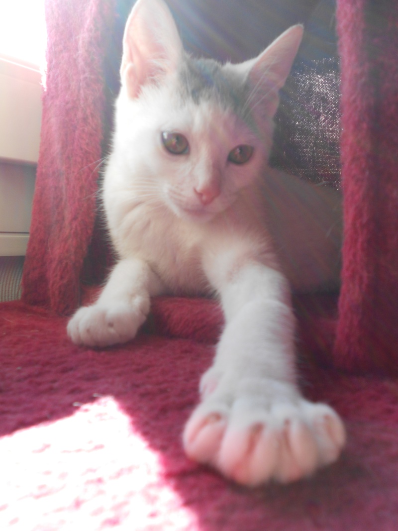 Jumper, chaton mâle blanc et gris, né le 01.03.2014 Dscn0519