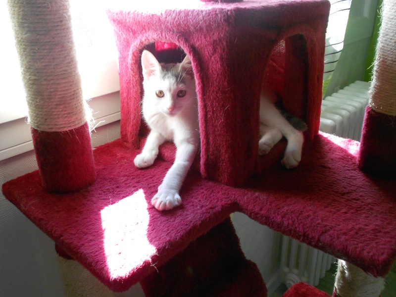 Jumper, chaton mâle blanc et gris, né le 01.03.2014 Dscn0520