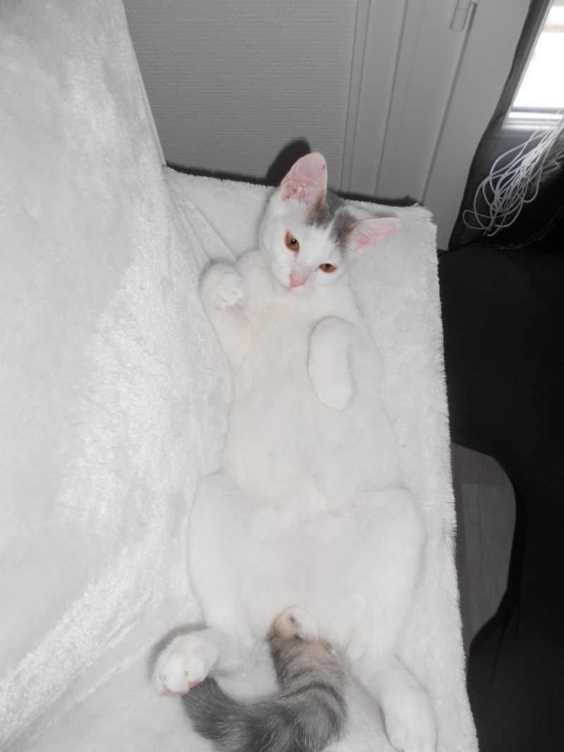 Jumper, chaton mâle blanc et gris, né le 01.03.2014 Dscn0522