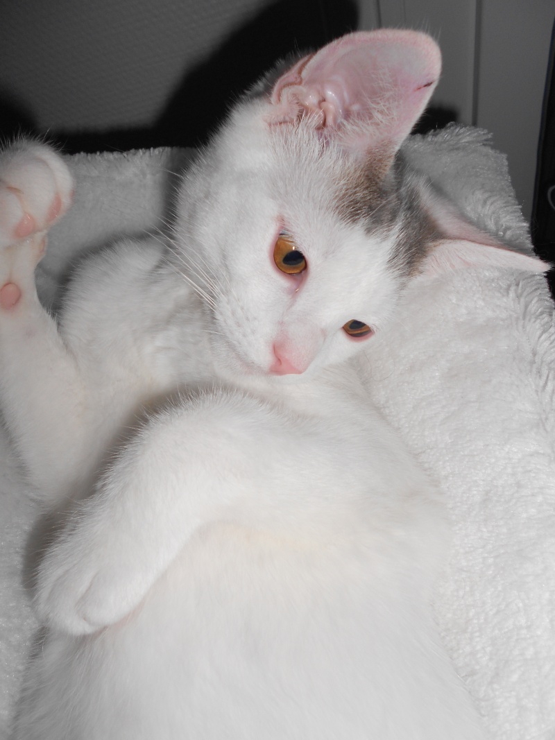 Jumper, chaton mâle blanc et gris, né le 01.03.2014 Dscn0523