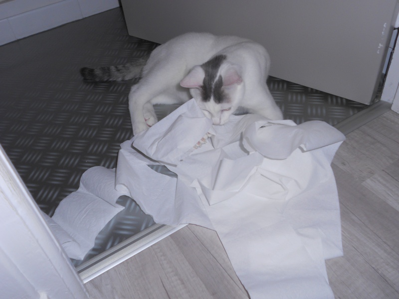 Jumper, chaton mâle blanc et gris, né le 01.03.2014 Dscn0526
