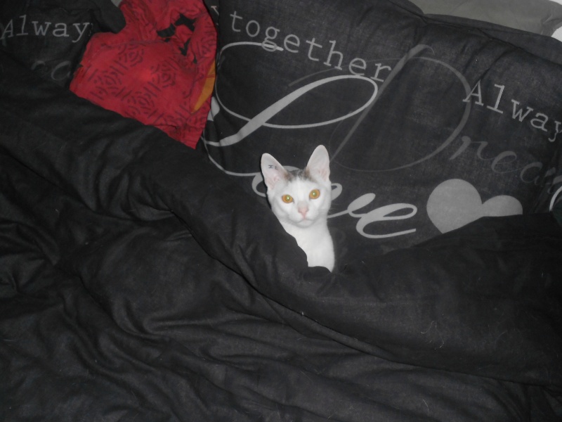 Jumper, chaton mâle blanc et gris, né le 01.03.2014 Dscn0530