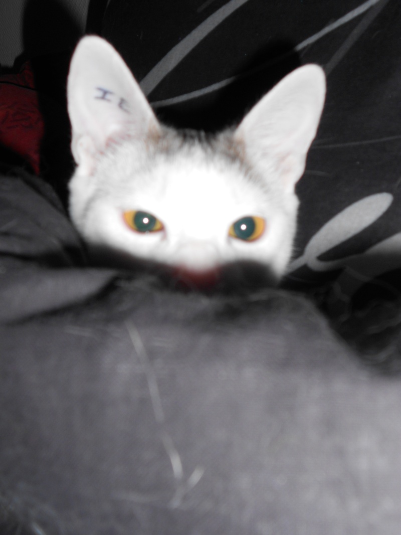 Jumper, chaton mâle blanc et gris, né le 01.03.2014 Dscn0531
