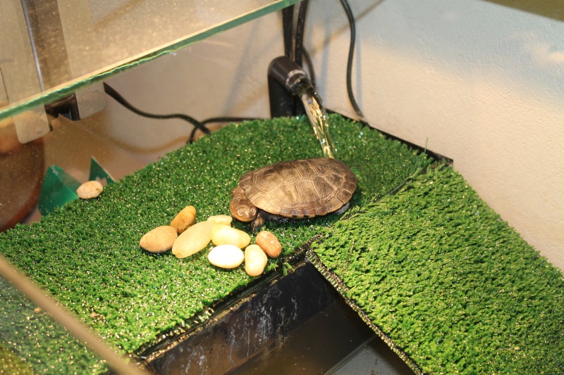 Ma tortue a des plaies et ne mange plus Img_3413