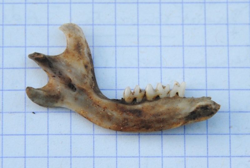 [Erinaceus europaeus] identification mandibule 2014-013