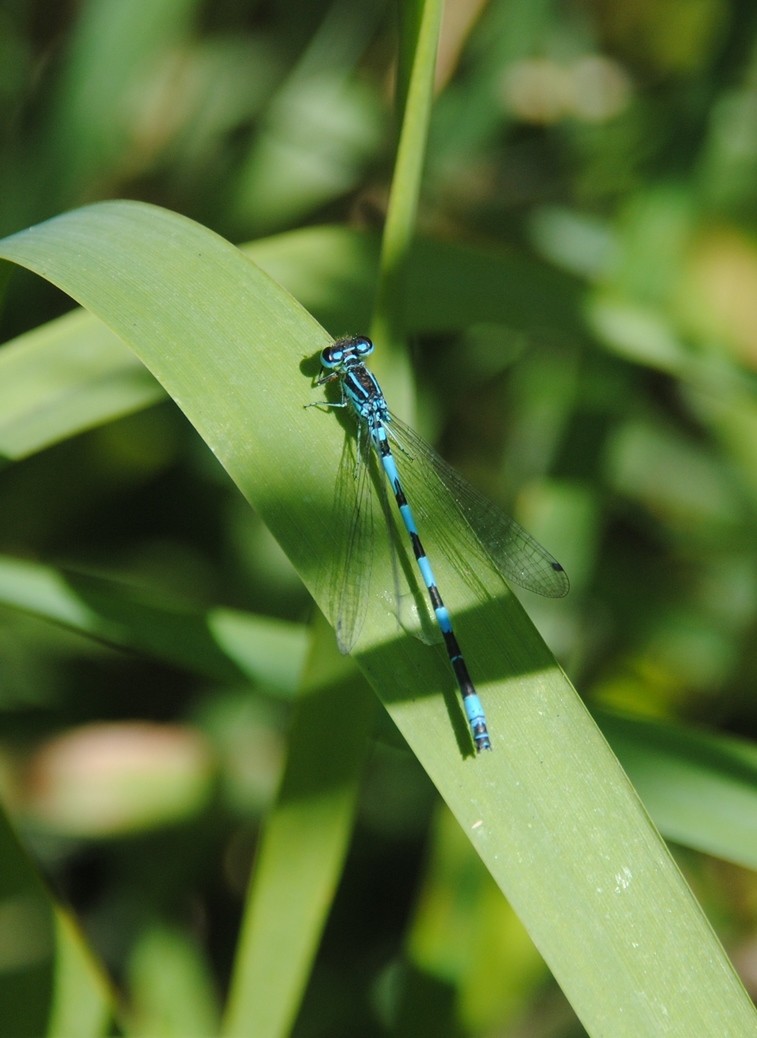 [Coenagrion mercuriale & Platycnemis pennipes] détermination de Bréteil 2014-015