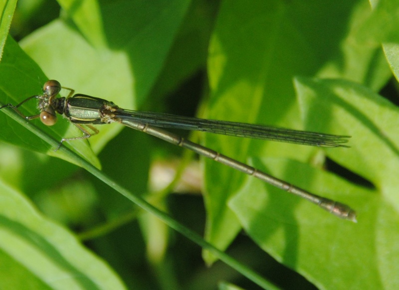 [Chalocolestes viridis & Orthetrum cancellatum] Leste sauvage ? 2014-029