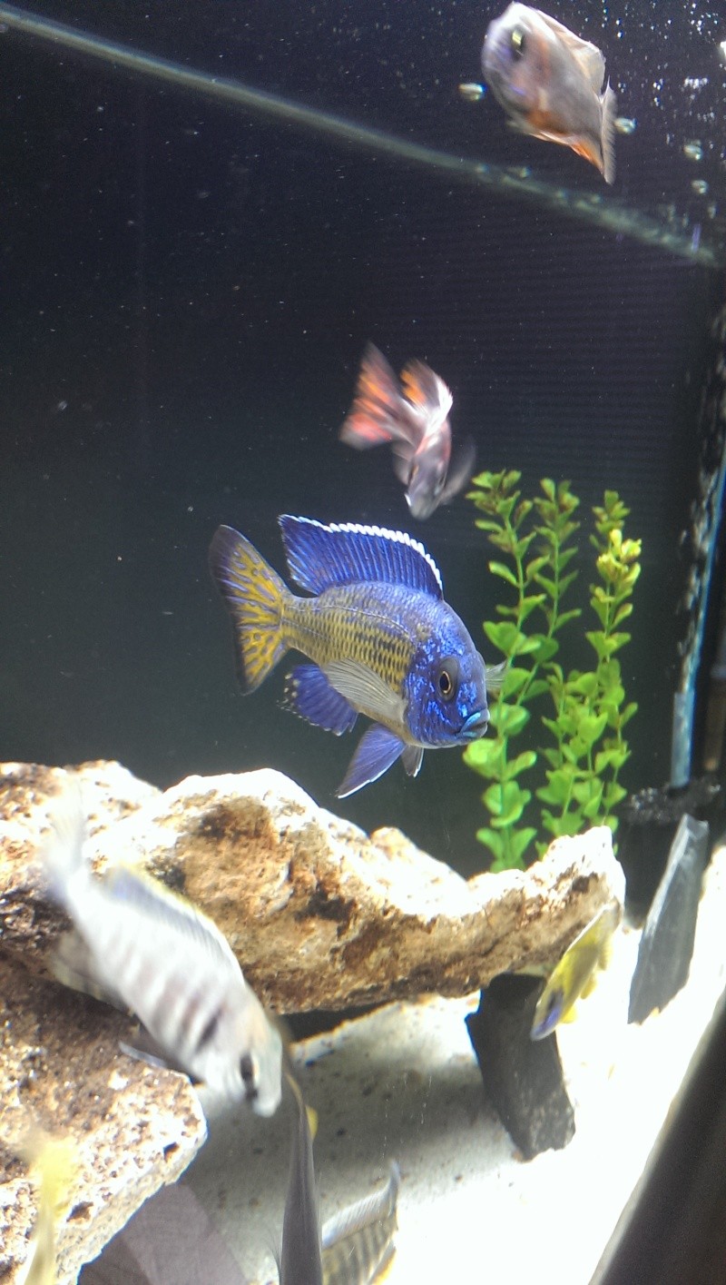 New guy in Woodinville, African Cichlids Imag0810