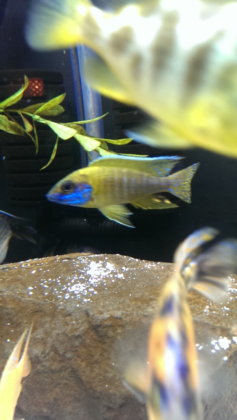 New guy in Woodinville, African Cichlids Imag0911