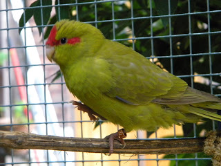 Fiche oiseau n5 : le kakariki  front rouge Cinnam10