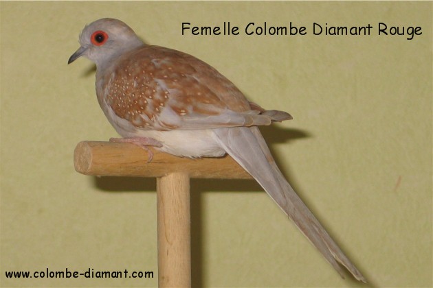 Fiche oiseau n2 : la goplie diamant Femell12