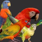 Oiseaux exotiques et compagnie, la folie des plumes :) Fond610