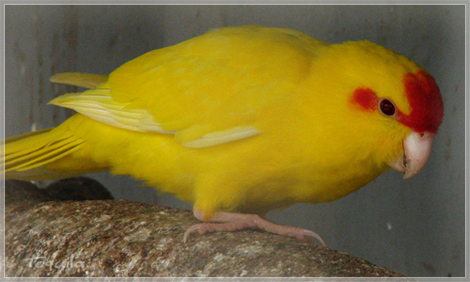 Fiche oiseau n5 : le kakariki  front rouge Kakino10