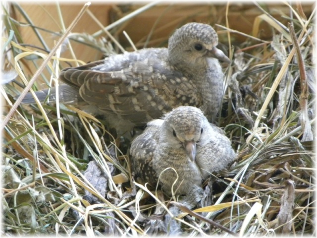 Fiche oiseau n2 : la goplie diamant Petits10