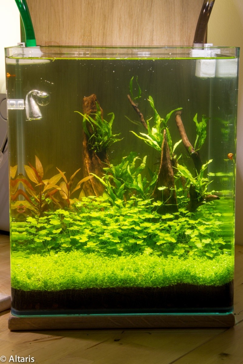 30L Dennerle Aquascaped 19092010