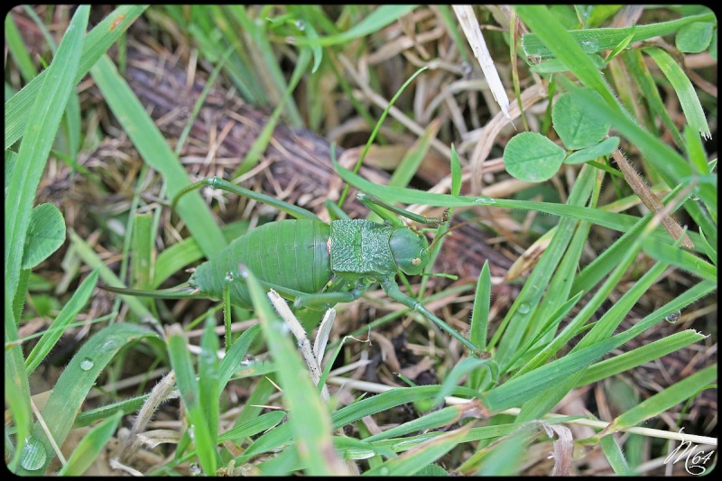 [Callicrania ramburii] Identification Img_7213