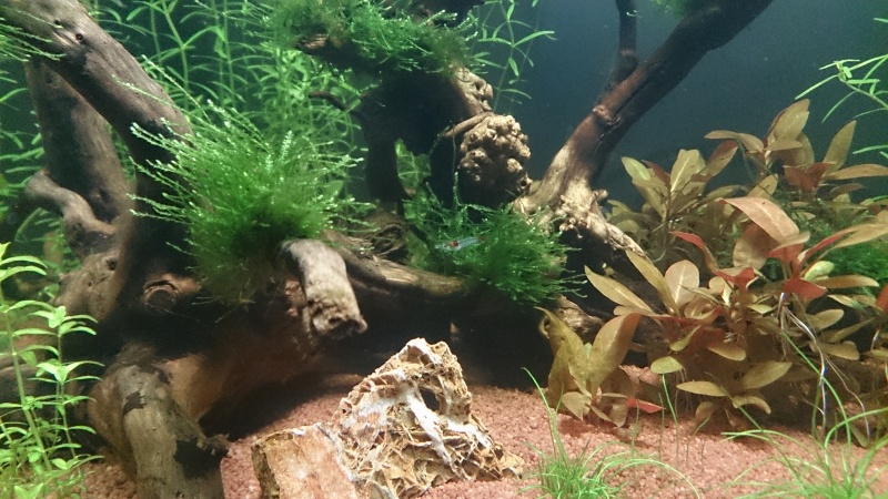 Scaper tank dennerle 50L complete plus (Premier aquarium) Dsc_0511