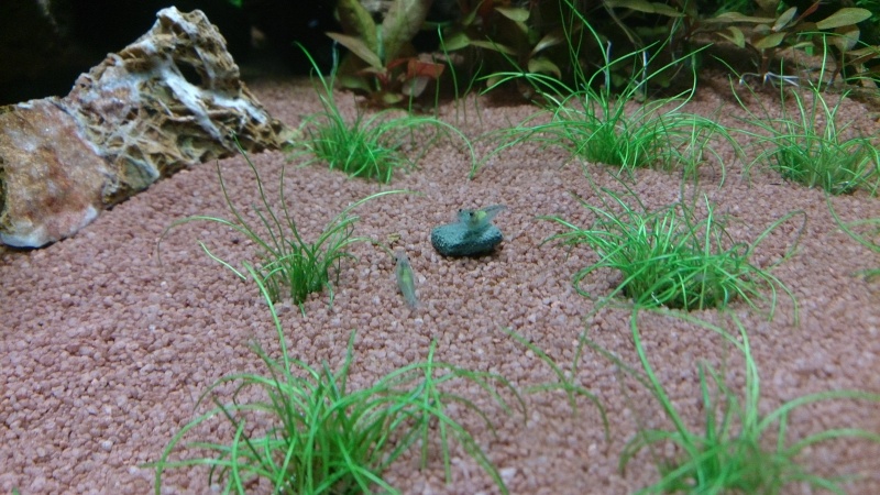 Scaper tank dennerle 50L complete plus (Premier aquarium) Dsc_0512