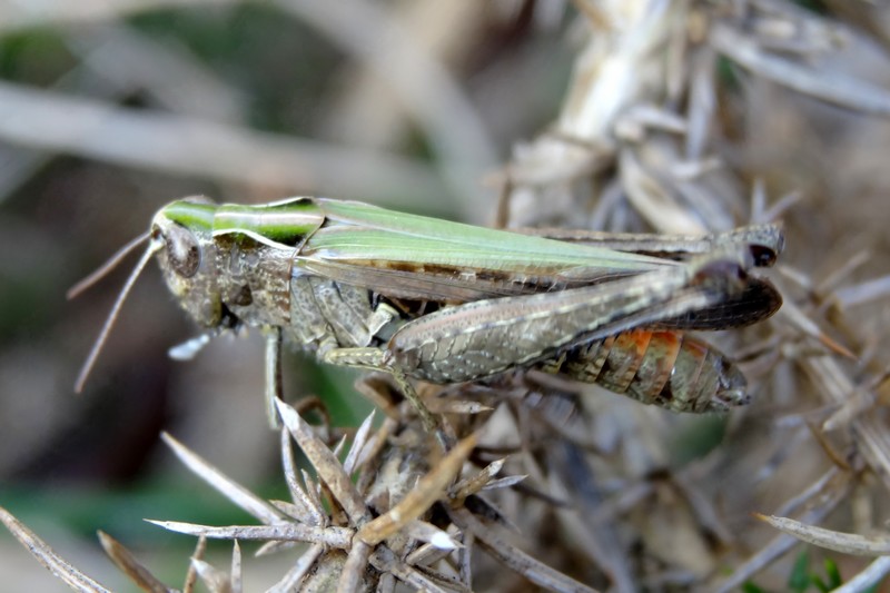 [Omocestus rufipes] Omocestus viridulus ? Omoces11