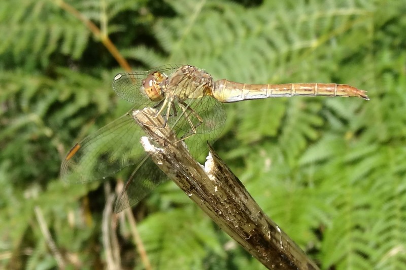 [Sympetrum meridionale] Sympetrum meridionale ? Sympet10