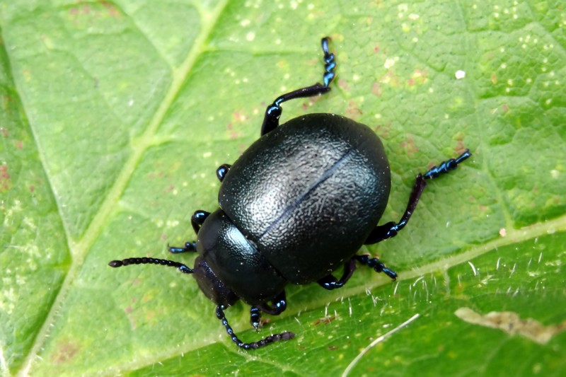 [Timarcha goettingensis] Timarcha goettingensis ? Timarc10