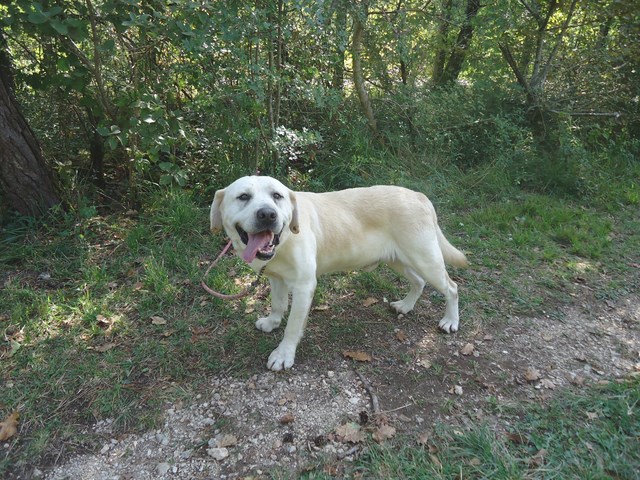 EMILE - labrador 5 ans - Refuge de l'Angoumois à Mornac (16) Bis_co10