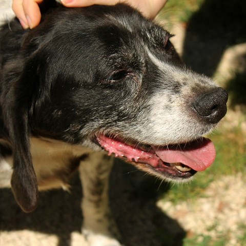 CACHOU - x  beagle/epagneul 10 ans (5 ans de refuge) - Refuge de l'Angoumois à Mornac (16) Cachou12