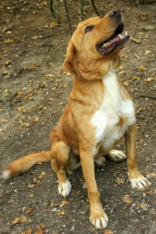 DUSTY  -  croisé Labrador  7 ans (4 ans de refuge)  -  REFUGE DE L'ANGOUMOIS A MORNAC  (16) Dusty410