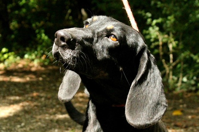 GNOCHI-x bruno du Jura (Kopov ?) 4 ans - Refuge de l'Angoumois à  mornac (16) Gnochi10