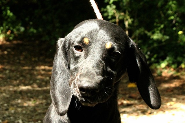 GNOCHI-x bruno du Jura (Kopov ?) 4 ans - Refuge de l'Angoumois à  mornac (16) Gnochi11