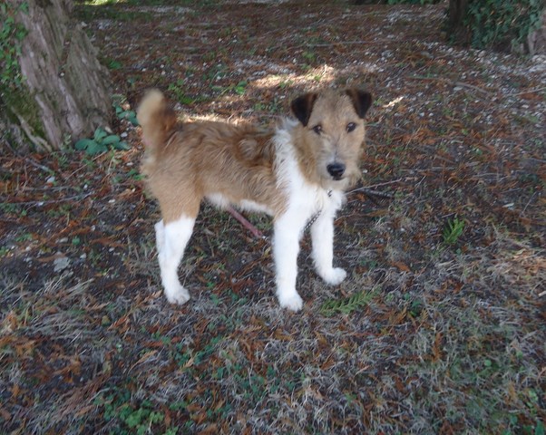 IZNOGOOD Fox Terrier tricolore 250269810563477 Iznogo18