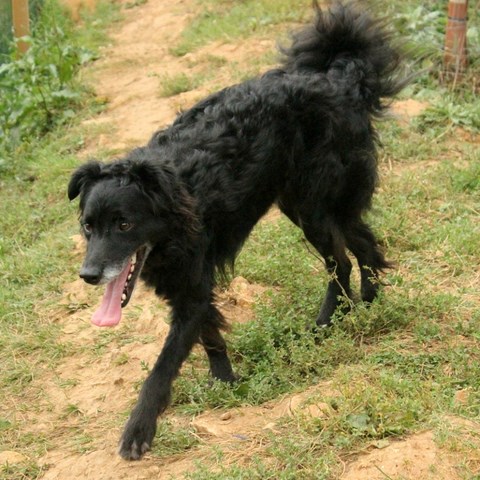 PONGO - x retriever 3 ans - Refuge de l'Angoumois à Mornac (16) Pongo310