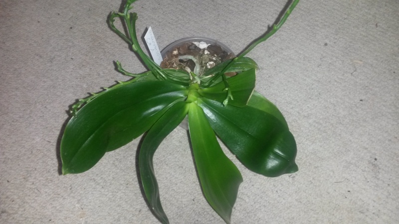 Phalaenopsis tetraspis 2014-020