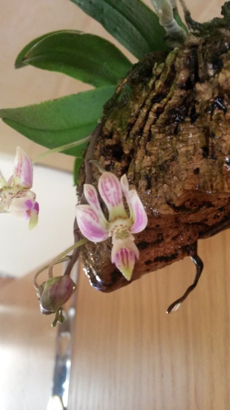 Phalaenopsis finleyi 20140521