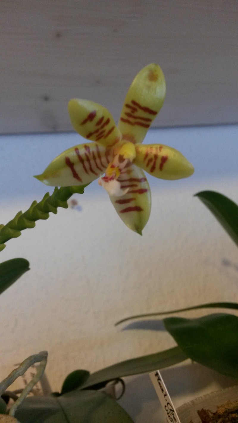 Phalaenopsis tetraspis x cornu cervi 20140614