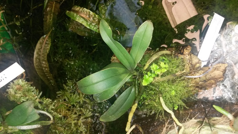 Phalaenopsis finleyi 20140712