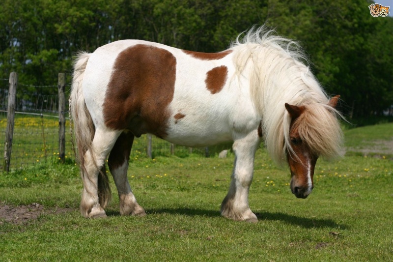 الفرس القزم"سيسي" Pony The-sh10