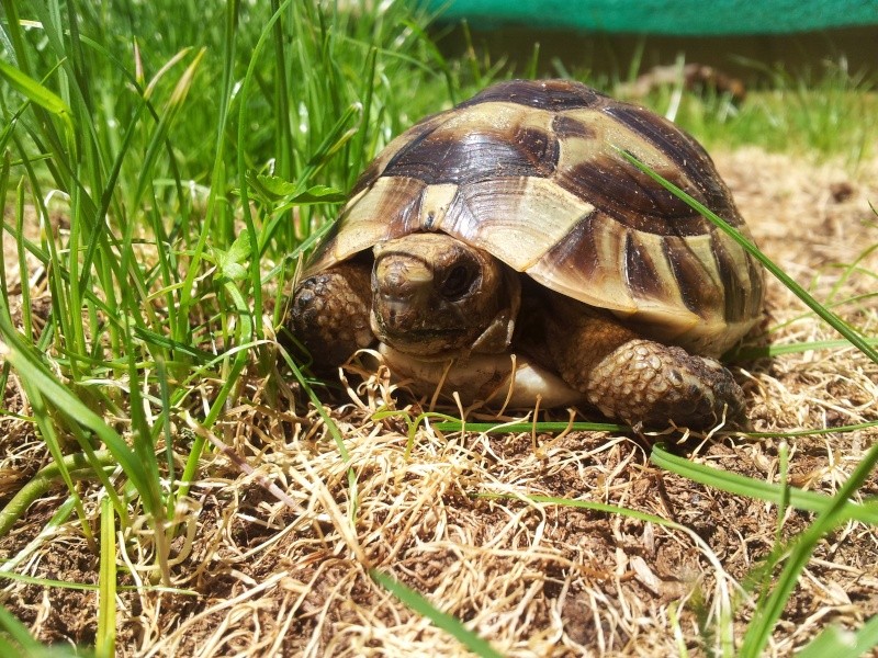 Des photos de ma tortue! (graeca) 20140618