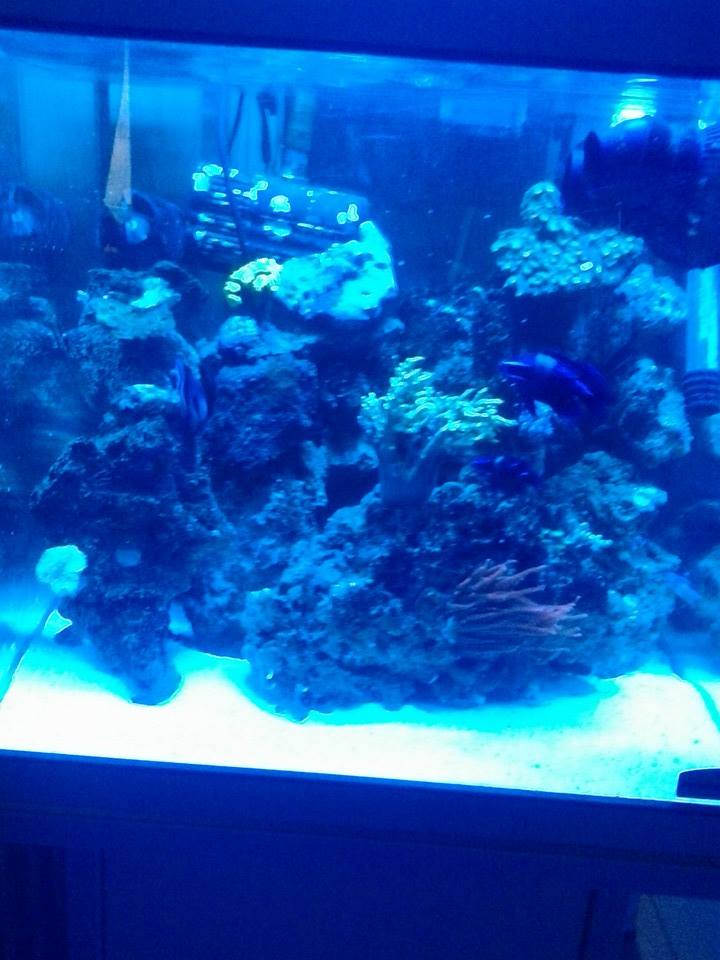 nouveau aquarium  10593010