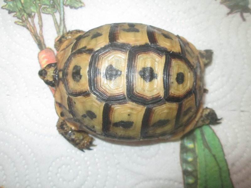 identification de ma tortue  Img_3110